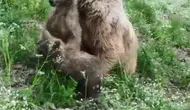 Artvin’de boz ayı ailesinin neşeli anları kameraya yansıdı