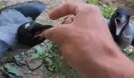 İhsan Cesur ve kapısında bekleyen karga dostları