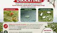 Aydınlı pamuk üreticileri için kırmızı örümcek alarmı