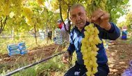 Manisalı üzüm üreticisi için kritik fiyat beklentisi