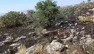 Araban’da fıstık bahçelerini saran yangın vatandaşın müdahalesiyle söndü