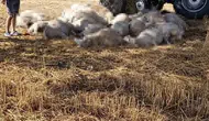 Edirne’de sert hava koşulları köyleri vurdu