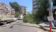 Aydın Efeler'de asırlık ağaç park halindeki araçların üzerine devrildi