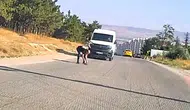 Eskişehir trafiğinde kaplumbağa kurtarma operasyonu