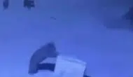 Çamlıhemşin merkezine inen ayılar çöp konteynerlerini oyuncak yaptı