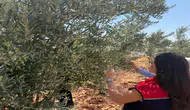 Şırnaklı zeytin üreticisinin bahçesinde ürün kaydı yapılıyor