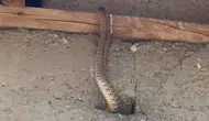 Yüksekova'da bir evi yılanlar ele geçirdi