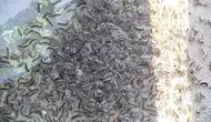 Karadeniz'de ağaçları kurutan kelebek istilası başladı