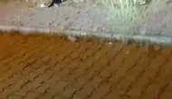 Elazığ sokaklarında kedi ve yılanın beklenmedik kavgası