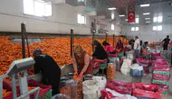 Türkiye’nin havuç ihtiyacını Konya tarlaları karşılıyor