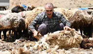 Şırnak yaylalarında koyunlar yaz hazırlığı için kırkılıyor