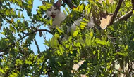 Alanya'da ağaçta mahsur kalan kediye belediye ekipleri vinçle ulaştı