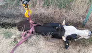 Bolu’da kanala saplanan ineği itfaiye kurtardı