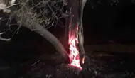 Burhaniye'de gece yarısı yangın paniği