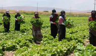Konya tarlalarında marul çürüyor Üretici zarar ediyor
