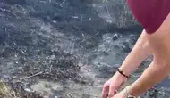 Denizli’deki yangında kaplumbağaya hayat öpücüğü