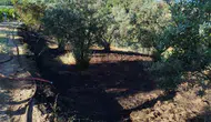 Bilecik'te zeytinlikte çıkan yangın büyümeden söndürüldü