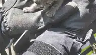 Kayseri'de yanan evden 6 kedi sağ çıktı