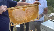 Avrupa tescilli Yenice ıhlamur balında sezon başladı
