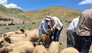 Yüksekova’da küçükbaş hayvanlar için sağlık ve kayıt seferberliği