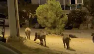 Ayvalık sokaklarında yaban domuzu sürüsü paniği