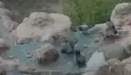Elazığ’da sıcaklık rekorları güvercinleri havuza döktü