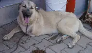 Silahla vurulan Yaman yeni hayatına uçuyor