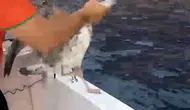 Alanya açıklarında misinaya takılan martıyı balıkçılar kurtardı