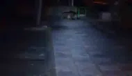 Bolu’da gece vakti oyun parkına dev bir misafir geldi
