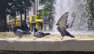 Eskişehir sıcağında kuşların havuz keyfi