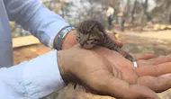 Fethiye yangınında bir can daha kurtuldu