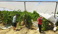 Manisalı üzüm üreticisi bağını dolu riskine karşı korumaya aldı