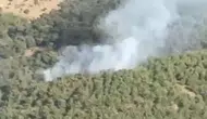 Ayvalık ormanlarında yangın paniği
