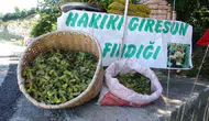 Giresun yolunda taze fındık mesaisi başladı