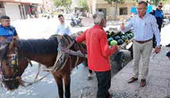 Sıcakta çalıştırılan at yeni hayatına merhaba dedi