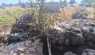 Dicle'de alevler meyve bahçelerini kül etti