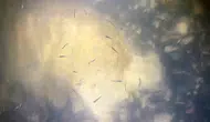 Van Gölü’nde yeni nesil inci kefalleri göle dönüyor
