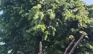 Rize’de ıhlamur toplarken canından oldu