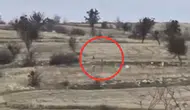 Çankırı'da karaca sürüsünün sürati vatandaşları şaşkına çevirdi
