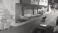 Çamlıhemşin merkezinde anne ayı dehşeti yaşandı