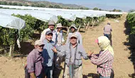 Sarıgöl ovasında üzüm bağları beyaz örtüyle korumaya alındı