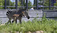 Ankara'nın yeni misafiri zebra yavrusuna isim arıyor