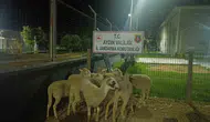 Koçarlı'da hırsızlık şoku Bahçedeki koyunlar çalındı