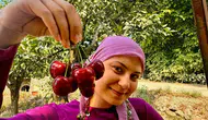 Sultandağı kirazında hasat başladı ama üreticinin yüzü gülmüyor