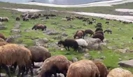 Ağrı’da temmuz sıcağında kar manzarası şaşırttı