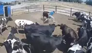 Konya’da boğa saldırısı kamerada
