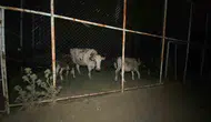 Aydın Çine’de yangın dehşeti Köylüler hayvanlarını halı sahaya sığındırdı