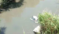 Burhaniye’de Üyücek Deresi çevre felaketine dönüştü