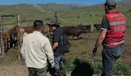 Bayburtlu üreticiye angus desteği geldi