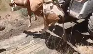 Kovancılar köyünde uçuruma düşen inek için seferberlik